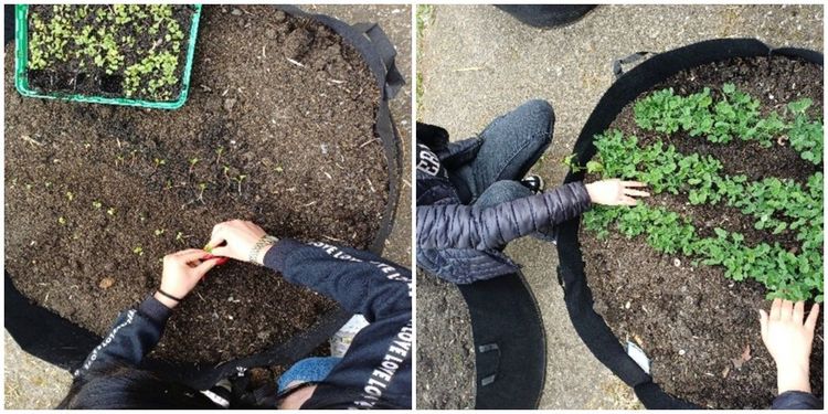 Kertészkedés a rugalmas tanulási utak csoportjaiban